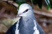 Wonga Pigeon (Leucosarcia melanoleuca)